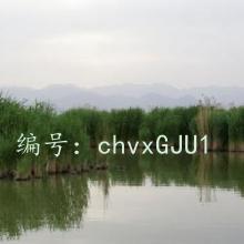 ζ