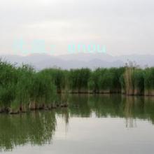 Բ
