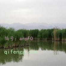 ζ